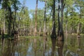 Louisiana Bayou Royalty Free Stock Photo