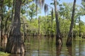 Louisiana Bayou