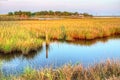 Louisiana Bayou