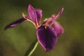 Louisiana Black Gamecock Iris Blossom Digitally Painted