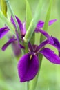 Louisiana Black Gamecock Iris Blooms