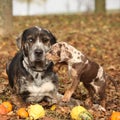 Louisiana Catahoula dog with adorable in autumn