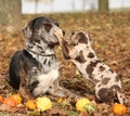 Louisiana Catahoula dog with puppy in autumn