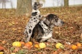 Louisiana Catahoula dog with puppy in autumn