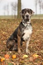 Louisiana Catahoula dog in Autumn