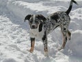 Louisiana Catahoula Leopard Dog