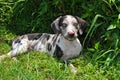 Louisiana Catahoula Leopard Dog (Puppy)