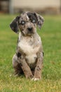 Louisiana Catahoula puppy on the grass