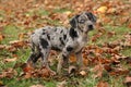 Louisiana Catahoula puppy in Autumn