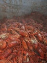 Louisiana Crawfish Royalty Free Stock Photo