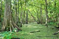 Louisiana Cypress Bayou Royalty Free Stock Photo