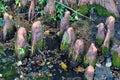 Louisiana Cypress Knees