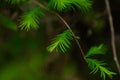 Louisiana Cypress Leaves Close-Up.