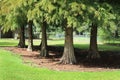 Louisiana Cypress Trees