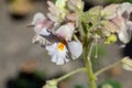 Louisiana Gemshorn, Proboscidea louisianica Royalty Free Stock Photo