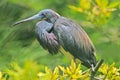 Louisiana heron Royalty Free Stock Photo