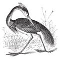 Louisiana Heron Ardea ludoviciana or Tricolored Heron Egretta tricolor vintage engraving