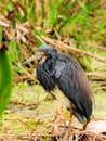 Louisiana Heron Bird Royalty Free Stock Photo