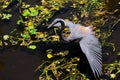 Louisiana Heron Fishing Royalty Free Stock Photo