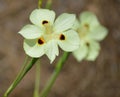 Louisiana Iris