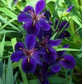 Louisiana Iris Black Gamecock