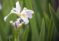 Blooming Louisiana Iris