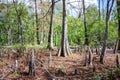 Bald Cypress and Knees in Louisiana Swamp Forest Royalty Free Stock Photo