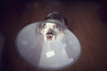 Louisiana leopard dog with e-collar, pet cone, safety collar, after surgery sitting on the wooden floor and looking very