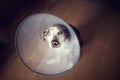 Louisiana leopard dog with e-collar, pet cone, safety collar, after surgery sitting on the wooden floor and looking very