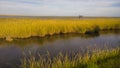 Louisiana Marsh