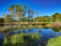 Louisiana Marsh pond Royalty Free Stock Photo
