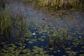 Louisiana marsh wetlands with American white waterlily, lily pads and reeds in dark moody water