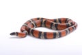 Louisiana milk snake, Lampropeltis triangulum amaura