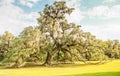 Louisiana Oak Trees