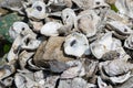 Louisiana Oyster Shells