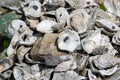 Louisiana Oyster Shells Royalty Free Stock Photo