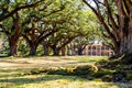 Louisiana plantation with a beautiful line of oaks