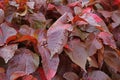 Louisiana Red Copper Plants Foliage with Water Droplets after the Rain