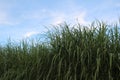 Louisiana Sugarcane Field