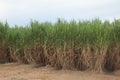 Louisiana Sugarcane Field