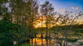 Louisiana swamp sunset and silhouettes Royalty Free Stock Photo