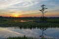 Louisiana swamp sunset and silhouettes Royalty Free Stock Photo