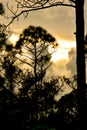 Louisiana swamp sunset and silhouettes Royalty Free Stock Photo