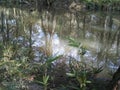 Louisiana swamps in November Royalty Free Stock Photo