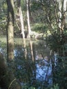 Louisiana swamps in November Royalty Free Stock Photo