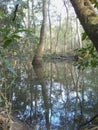 Louisiana swamps in November Royalty Free Stock Photo