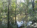 Louisiana swamps in November Royalty Free Stock Photo