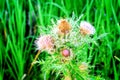 Louisiana Thistle