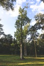 Louisiana Trees in parks