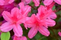 Louisiana USA - Close up of pink blooming southern azaleas Rhododendron indicum